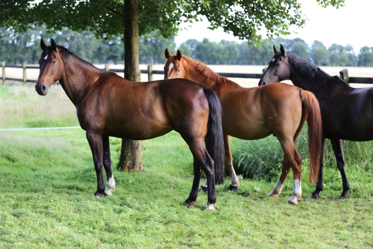 Grosse Ferienwohnung, Auf Bauernhof Mit Ponys Und Pferden, Laendlich Und Ruhig, Naehe Duemmer See Holdorf 외부 사진
